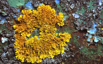 Sortie nature “Vivre de l’air du temps : les lichens”
