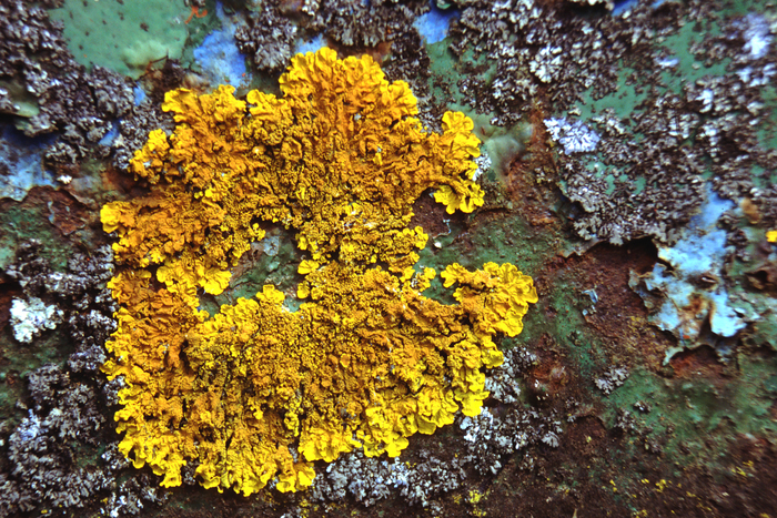 Sortie nature à la découverte des lichens