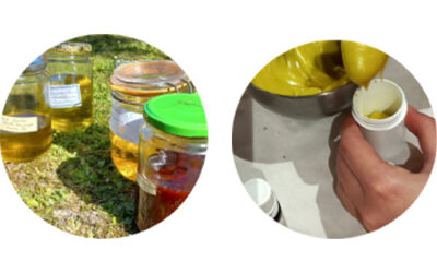 Plantes sauvages et cosmétiques
