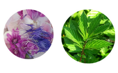 Reconnaître les plantes médicinales