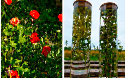 Connaître les plantes médicinales du Vexin